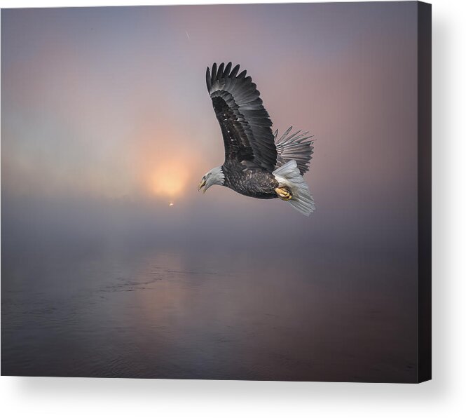 American Bald Eagle Acrylic Print featuring the photograph Soaring At Sunrise by Thomas Young