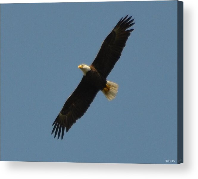 Unaltered Acrylic Print featuring the photograph Soaring Bald Eagle by Jeff at JSJ Photography