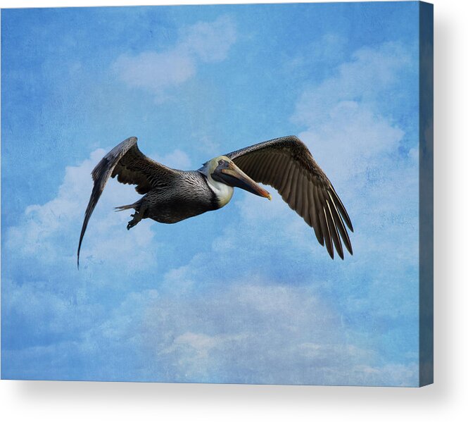 Pelican Acrylic Print featuring the photograph Soaring By by Kim Hojnacki