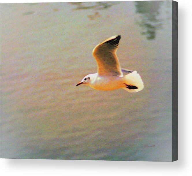 Seagull Acrylic Print featuring the digital art Soaring Gull by Dennis Lundell