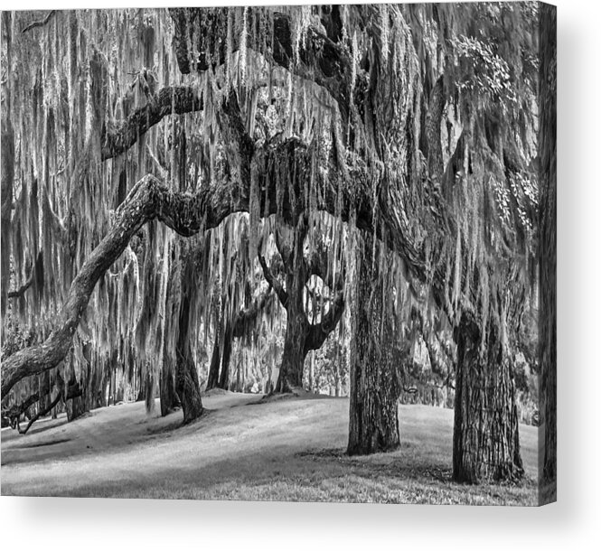 Clouds Acrylic Print featuring the photograph Spanish Moss in Black and White by Debra and Dave Vanderlaan