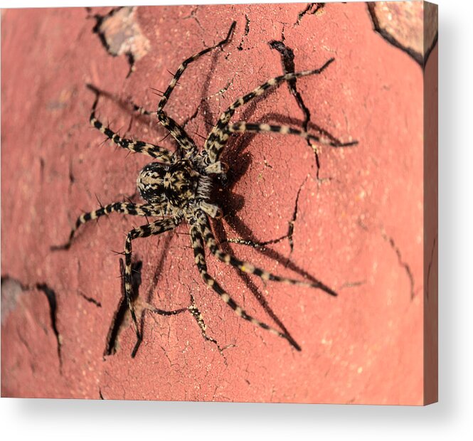 Brown Acrylic Print featuring the photograph Spider by Michael Goyberg