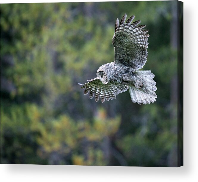 Great Gray Owl Acrylic Print featuring the photograph Spirit of the Forest by Max Waugh