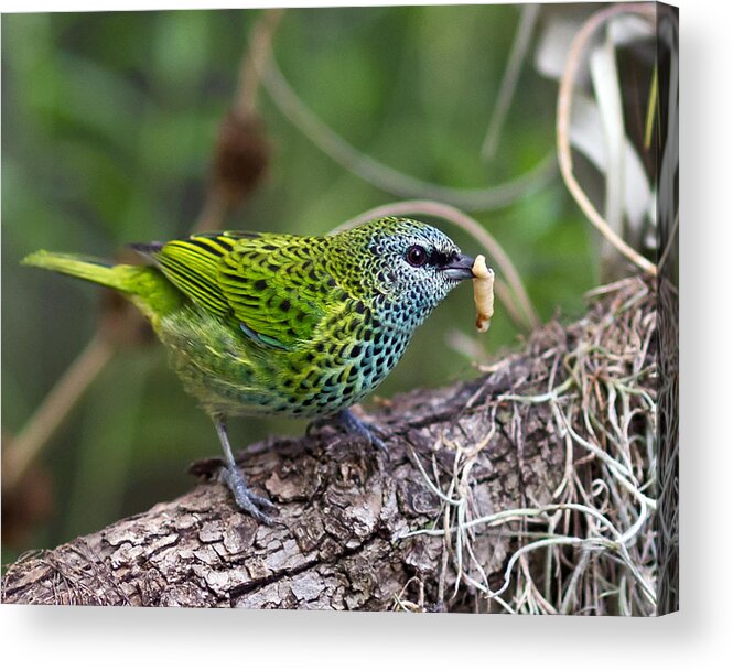 Animal Themes Acrylic Print featuring the photograph Spotted Tanager by Jim Frazee