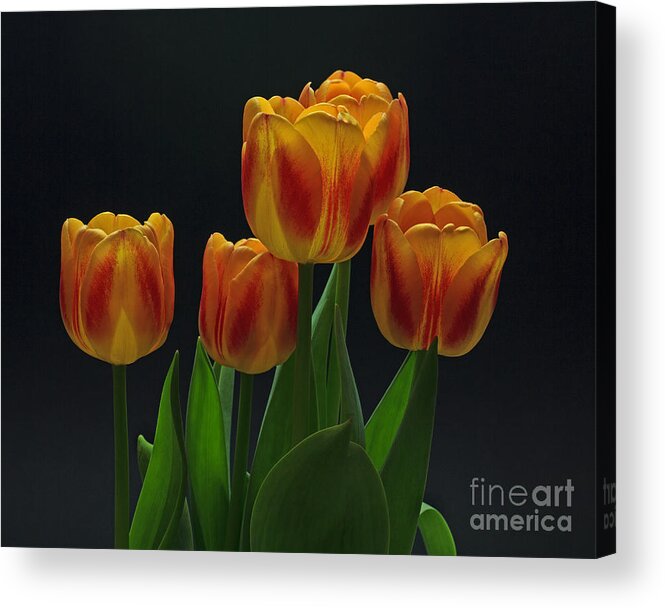 Tulip Acrylic Print featuring the photograph Spring by Robert Pilkington