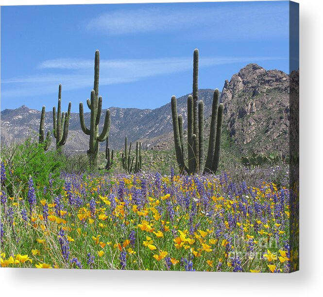 Desert Acrylic Print featuring the photograph Spring flowers in the desert by Elvira Butler