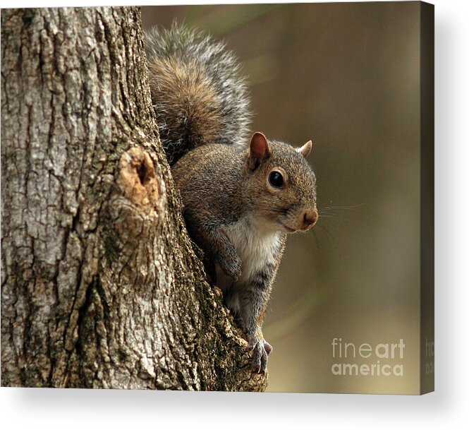 Squirrel Acrylic Print featuring the photograph Squirrel by Douglas Stucky