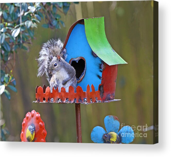 Squirrel Photo Acrylic Print featuring the photograph Squirrel Loves New Hang Out by Luana K Perez