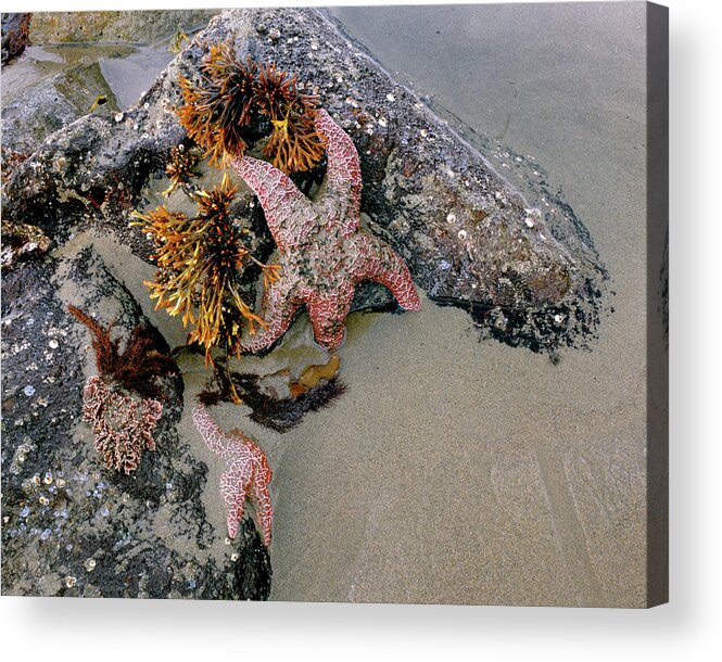 Bandon Beach Acrylic Print featuring the photograph Starfish At Low Tide Bandon Beach by Ed Riche