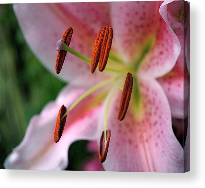 Lilies Acrylic Print featuring the photograph Stargazer by Rona Black