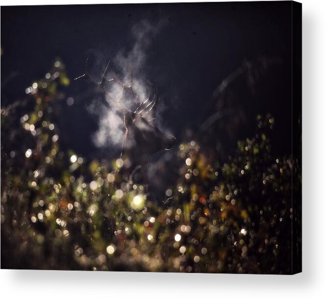 Bull Elk Acrylic Print featuring the photograph Steaming Bull Elk with Iris Flare by Michael Dougherty