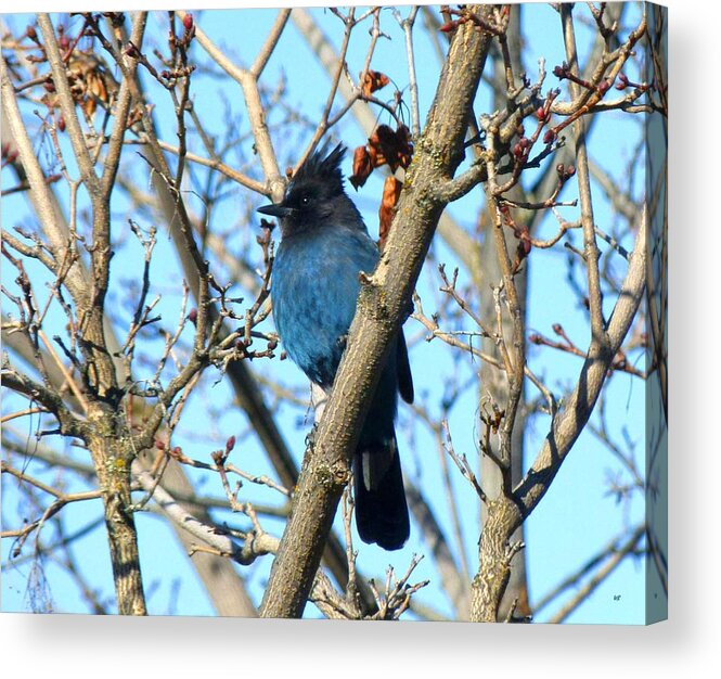 Steller's Jay In Winter Acrylic Print featuring the photograph Steller's Jay In Winter by Will Borden