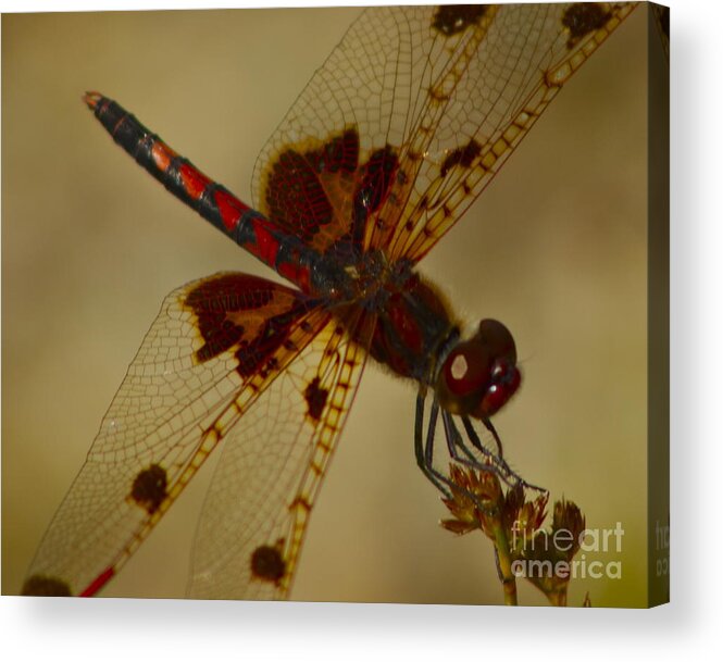 Dragon Fly Acrylic Print featuring the photograph Still by Alice Mainville