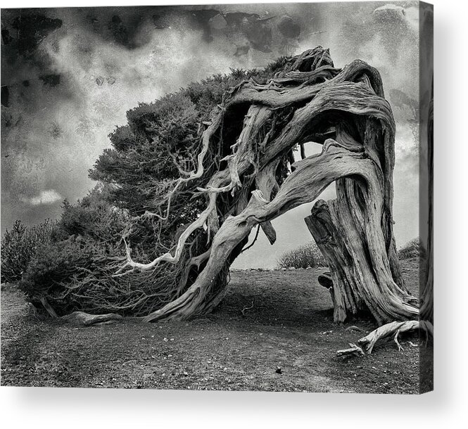Lonely Tree Acrylic Print featuring the photograph Still Alive by Txules