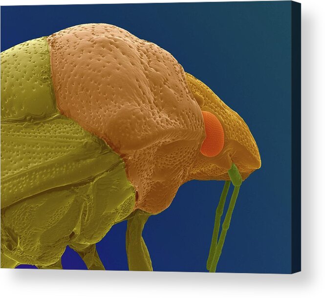 99267b Acrylic Print featuring the photograph Stink Bug Head by Dennis Kunkel Microscopy/science Photo Library