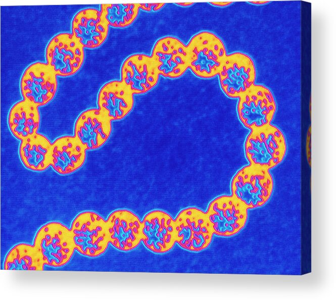 Gram-positive Bacteria Acrylic Print featuring the photograph Streptococcus Bacteria by Pasieka