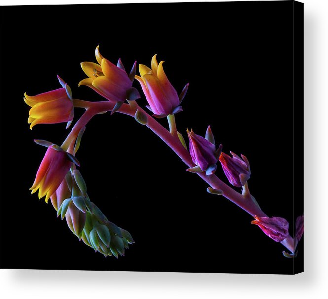 California Acrylic Print featuring the photograph Succulent Flowers On A Stalk by Bill Gracey