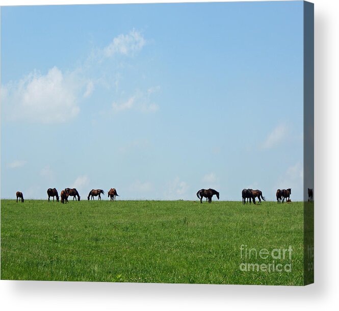 Thoroughbreds Acrylic Print featuring the photograph Summer Grazing by Roger Potts