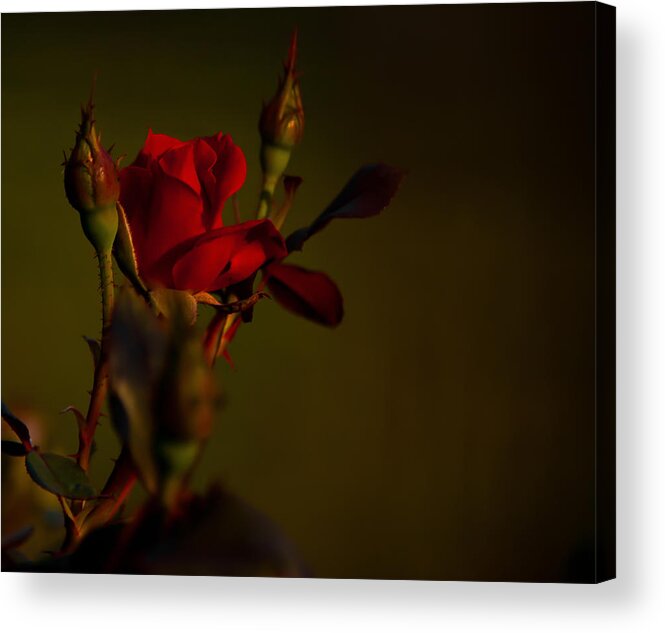 Rose Acrylic Print featuring the photograph Summer Rose by Mark Alder