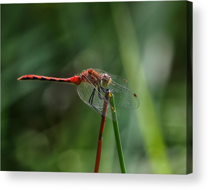Dragonfly Acrylic Print featuring the photograph Sun Worshiper by Sue Capuano