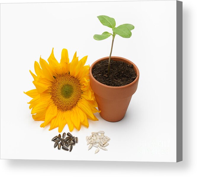 Seed Acrylic Print featuring the photograph Sunflower Life Cycle by Martin Shields