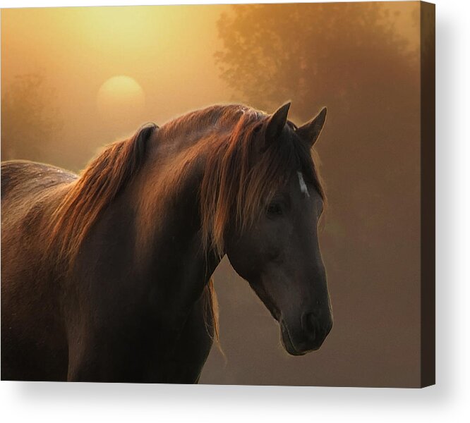 Equine Acrylic Print featuring the photograph Sunrise on Planet Earth by Ron McGinnis