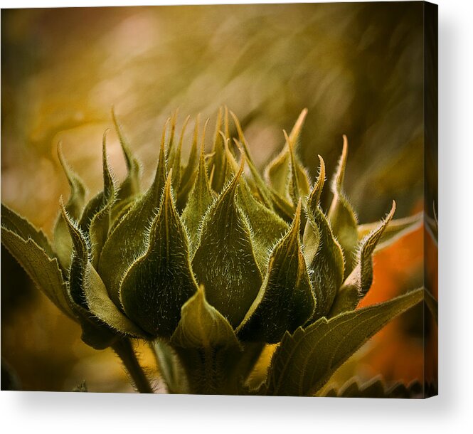 Sunflower Acrylic Print featuring the photograph Super Sunflower by Andy Smetzer