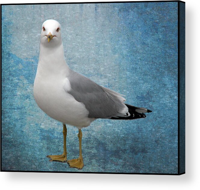 Seagull Acrylic Print featuring the photograph Superior Seagull by Terri Harper