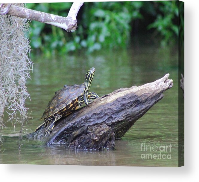 Turtle Acrylic Print featuring the photograph Swamp Slider by Andre Turner