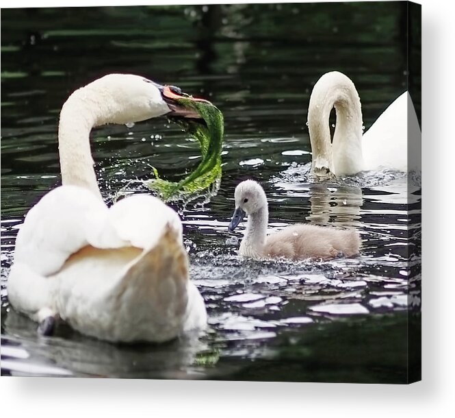 Cygnets Acrylic Print featuring the photograph Swan Family Meal by Rona Black