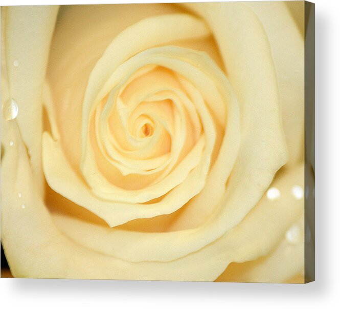 Rose Art Acrylic Print featuring the photograph Sweet Pearl by The Art Of Marilyn Ridoutt-Greene