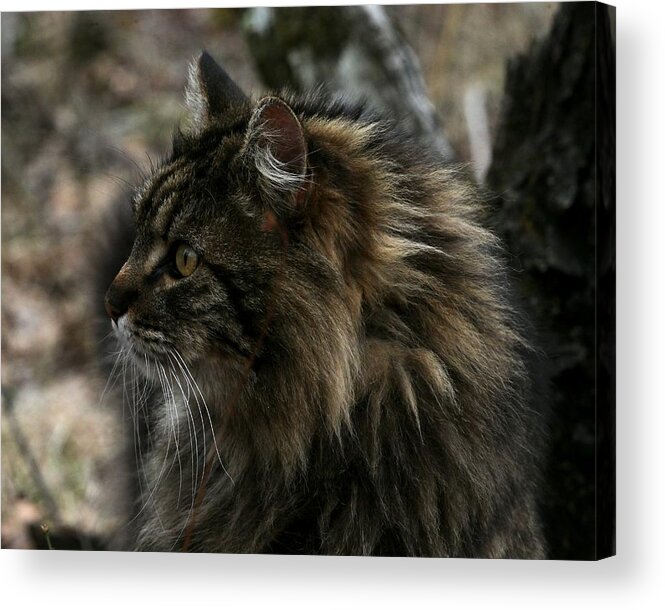 Cat Acrylic Print featuring the photograph Swiffer by Michael Dougherty