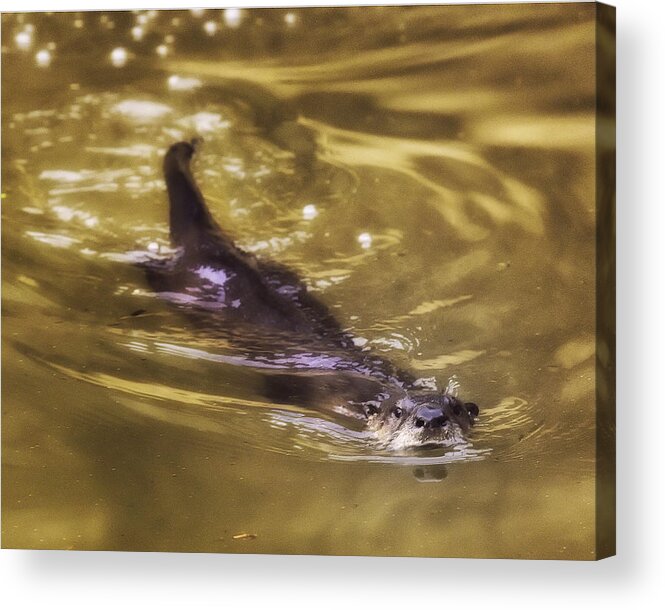River Otter Acrylic Print featuring the photograph Swimming River Otter by Michael Dougherty