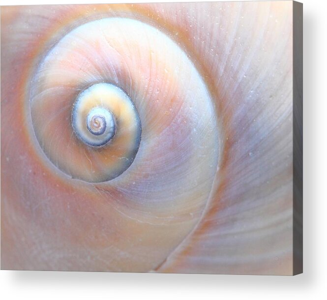 Seashell Acrylic Print featuring the photograph Swirls by Angela Murdock