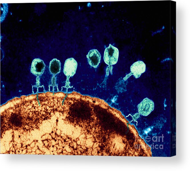 Bacteriophage Acrylic Print featuring the photograph T-bacteriophages and e-coli by Eye Of Science