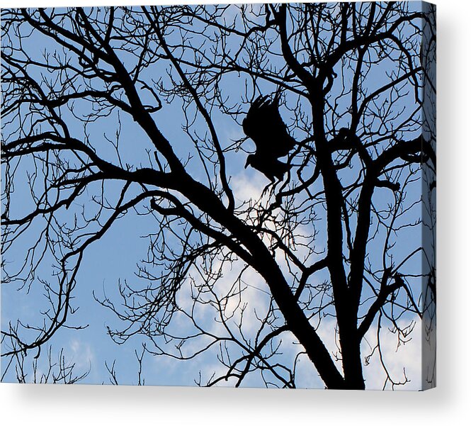 Black Vulture Acrylic Print featuring the photograph Take Off by Jennifer Robin