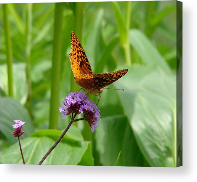 Fine Art Acrylic Print featuring the photograph Take Off by Rodney Lee Williams