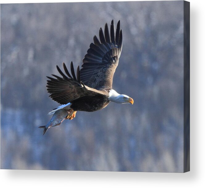 American Bald Eagle Acrylic Print featuring the photograph Taking dinner home by Coby Cooper