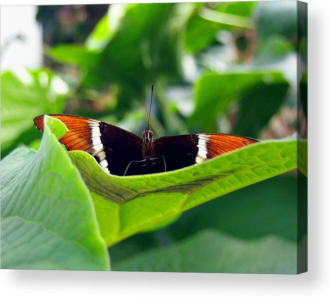 Nature Acrylic Print featuring the photograph Taking Flight by Amy McDaniel