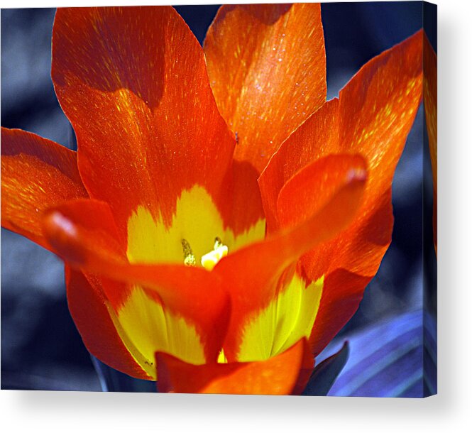 Flower Acrylic Print featuring the photograph Tequila Sunrise 2 by Leslie Cruz