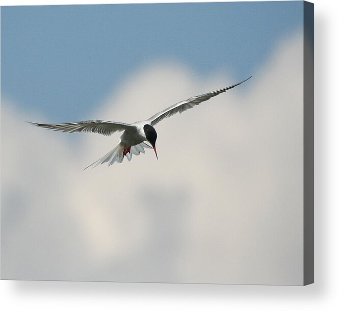 Wildlife Acrylic Print featuring the photograph Tern in Flight by William Selander