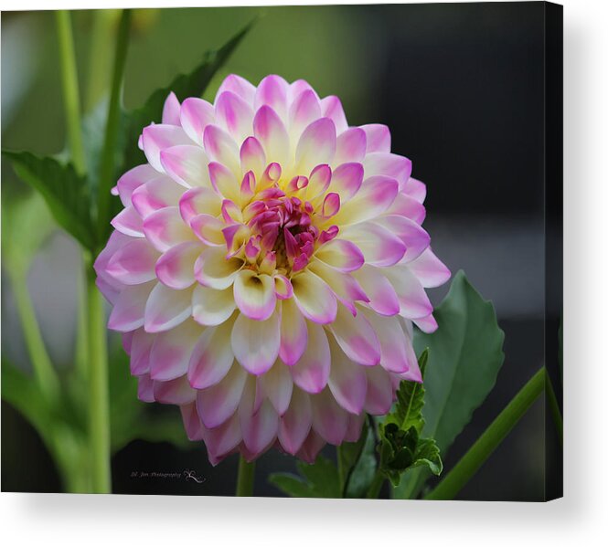 Dahlia Acrylic Print featuring the photograph The Beautiful Dahlia by Jeanette C Landstrom