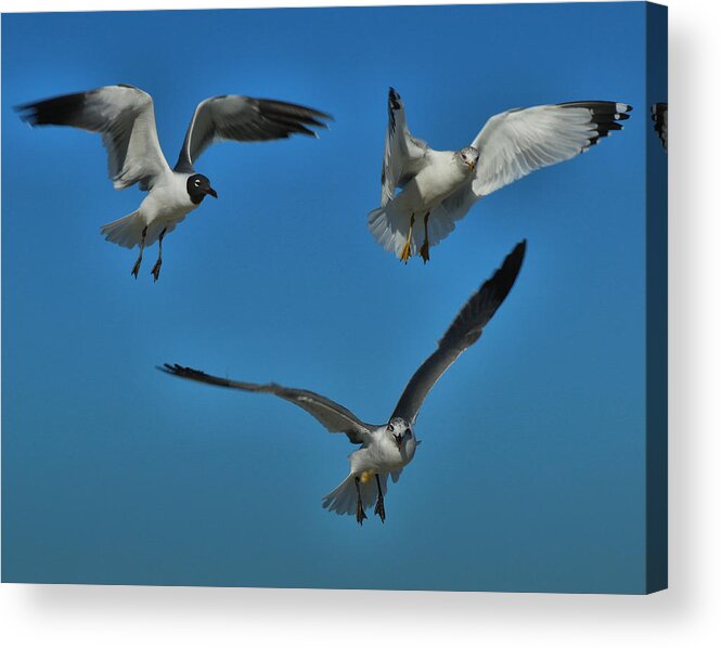 Art Prints Acrylic Print featuring the photograph The Birds Two by Dave Bosse
