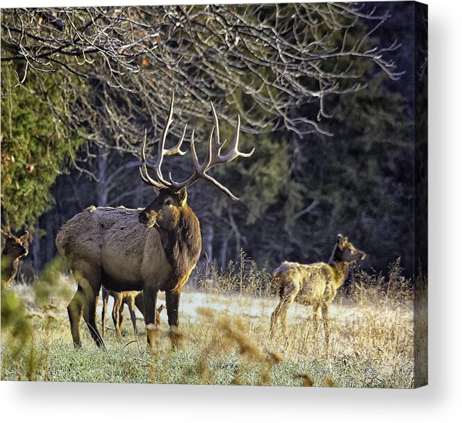 Bull Elk Acrylic Print featuring the photograph The Boxley Stud in November Frost by Michael Dougherty