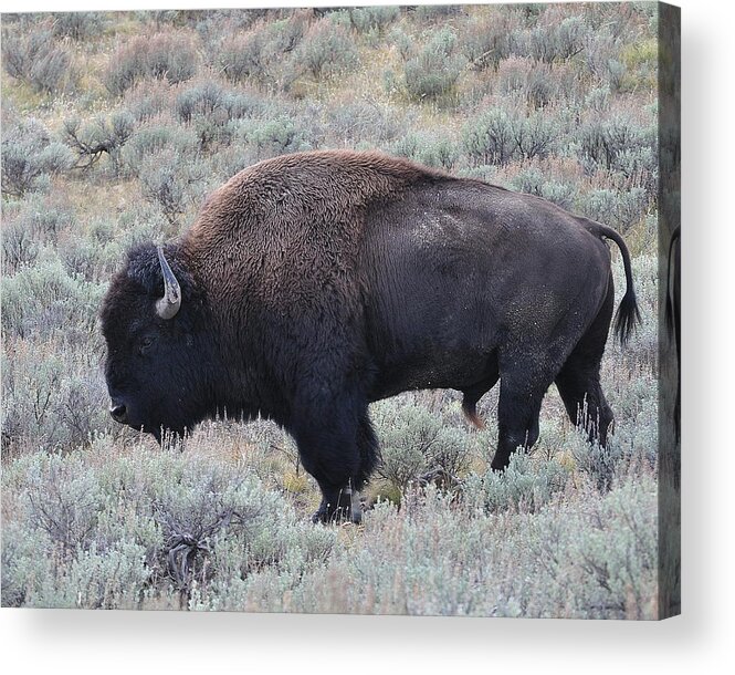 America Bison Acrylic Print featuring the photograph The Bull II by Lisa Holland-Gillem