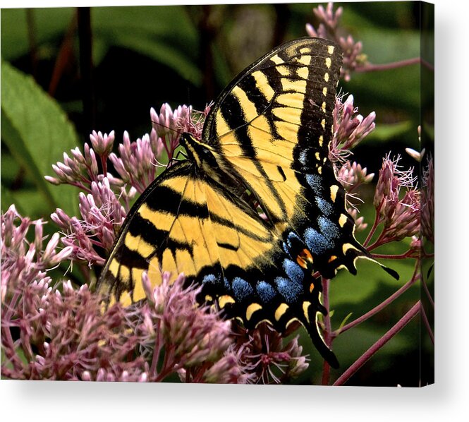 Joe Pye Weed Acrylic Print featuring the photograph Tiger Swallowtail by Kathi Isserman