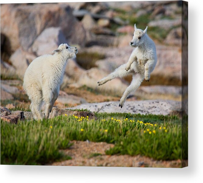 Baby Goat; Mountain Goat Baby; Dance; Dancing; Happy; Joy; Nature; Baby Goat; Mountain Goat Baby; Happy; Joy; Nature; Brothers Acrylic Print featuring the photograph The Dance of Joy by Jim Garrison