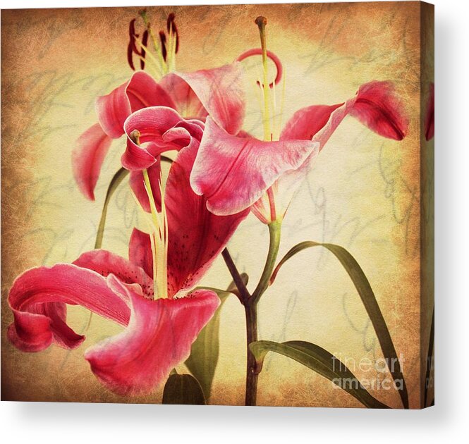 Stargazer Lily Acrylic Print featuring the photograph The Dance of the Stargazer by Clare Bevan