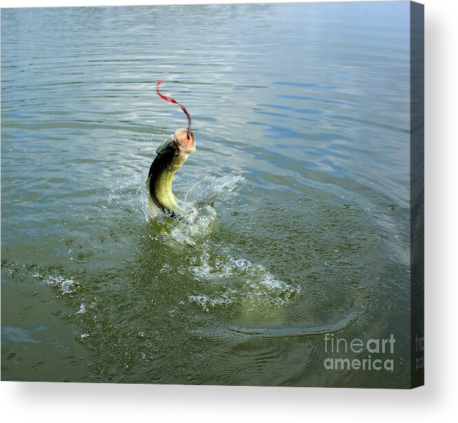 Bass Acrylic Print featuring the photograph The Fight by Thomas Danilovich