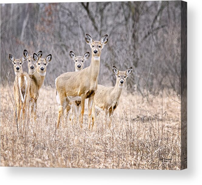 White Tail Deer Acrylic Print featuring the photograph The Gang by Peg Runyan